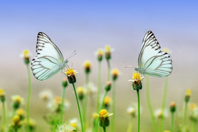 �Por qu� hacer una dieta detox en la primavera?