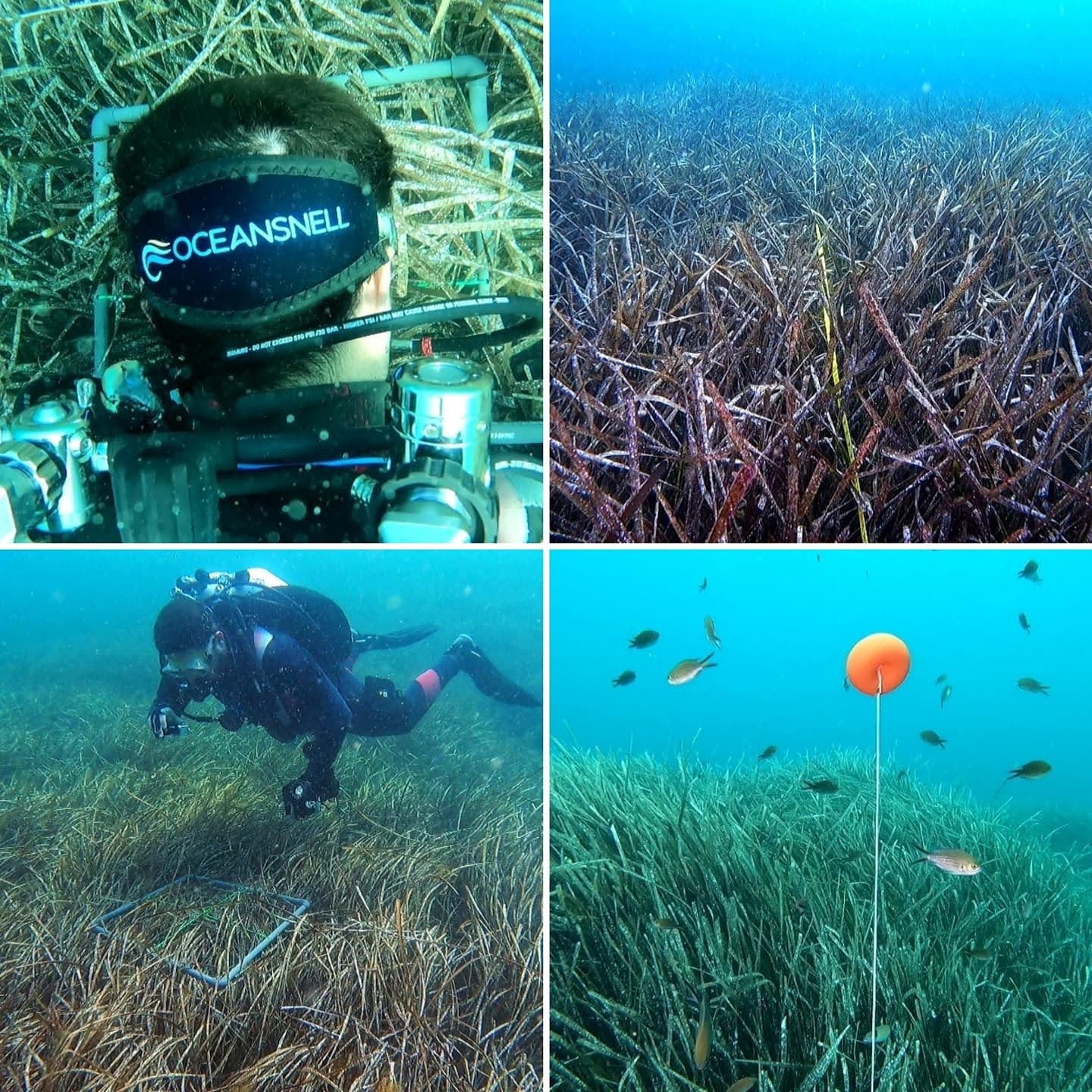  caracterizaci�n de praderas de Posidonia oceanica