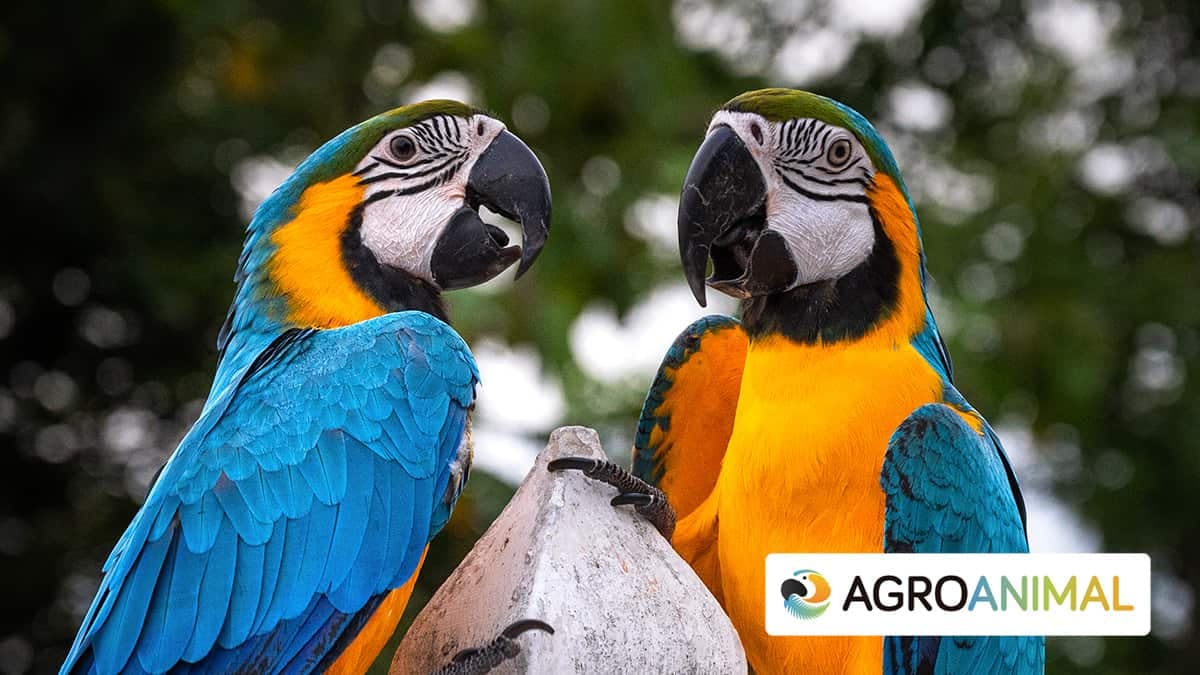 Qu� comen los loros