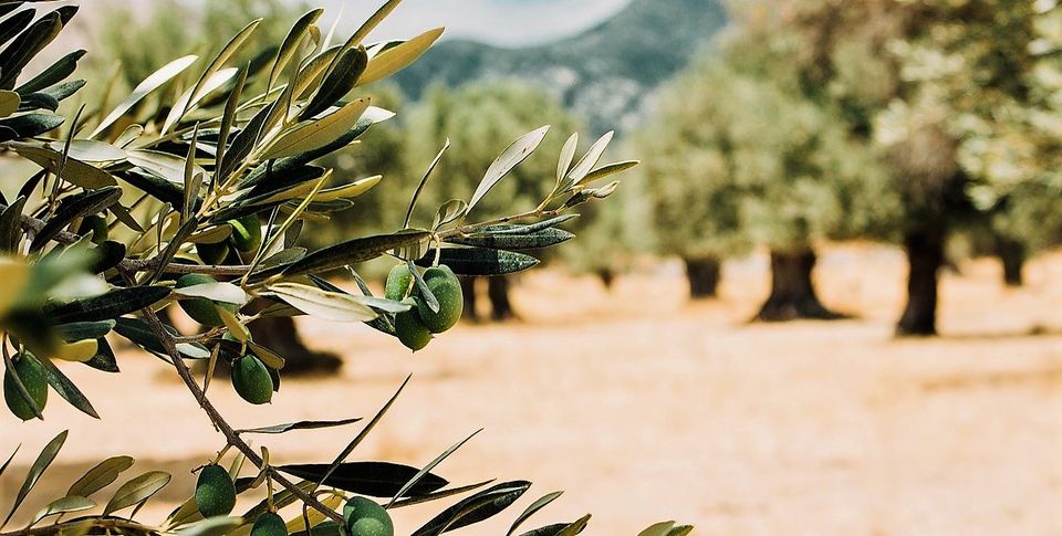 Olives Corb�