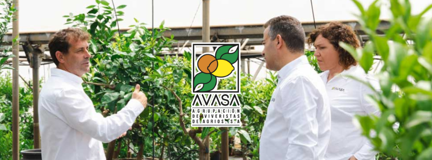 AVASA