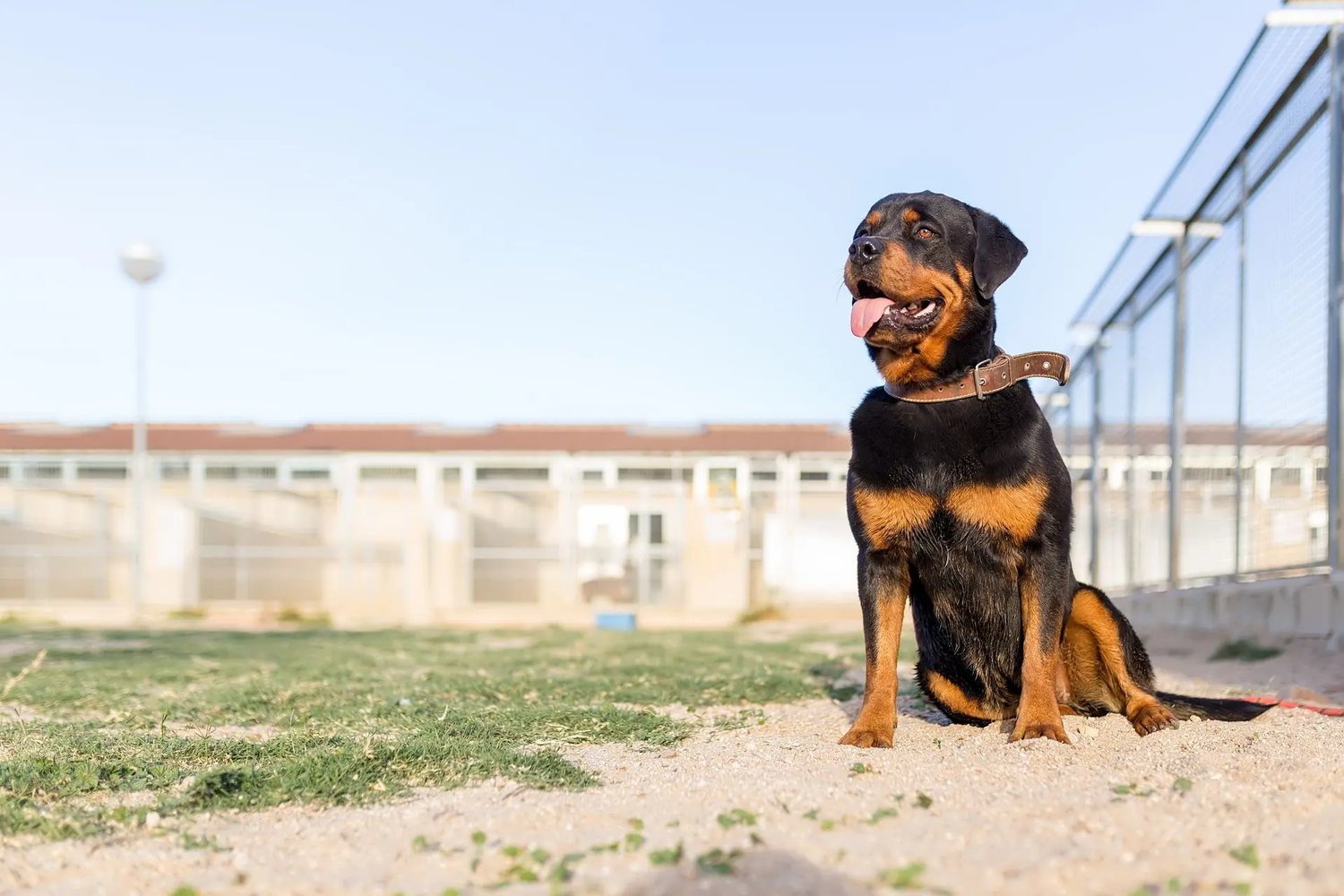 Asociaci�n Nacional Amigos de los Animales�(ANAA)