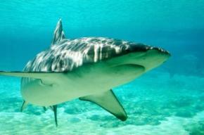shark