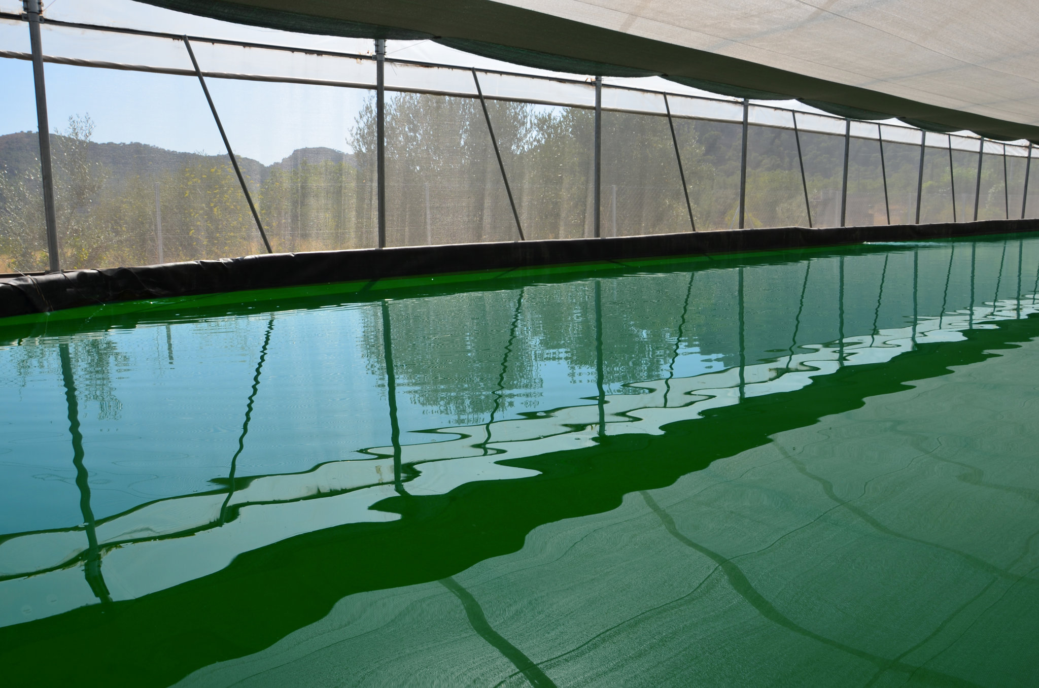 ECOSPIRULINA