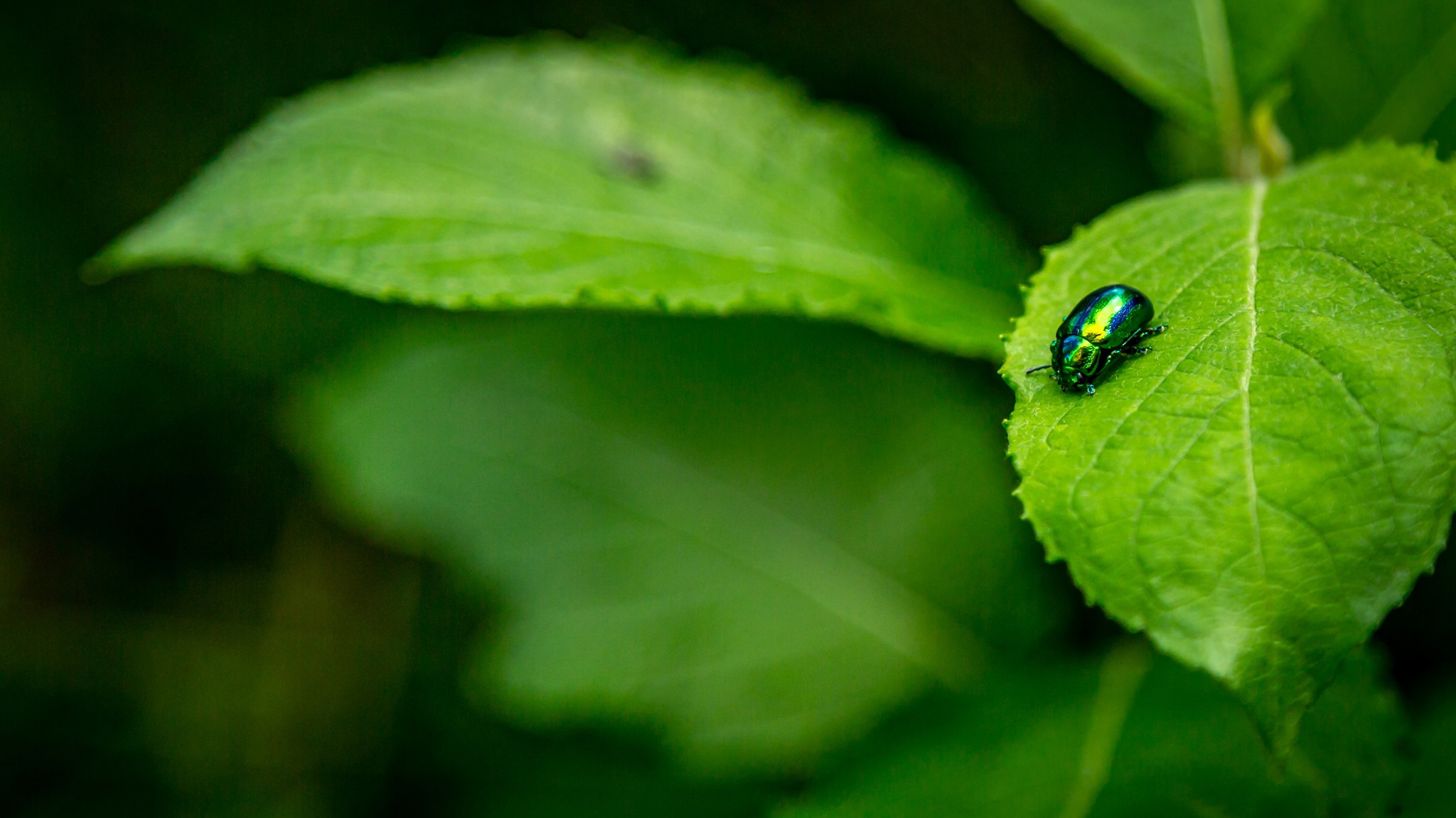 Feedect Entogroup, S.L.
