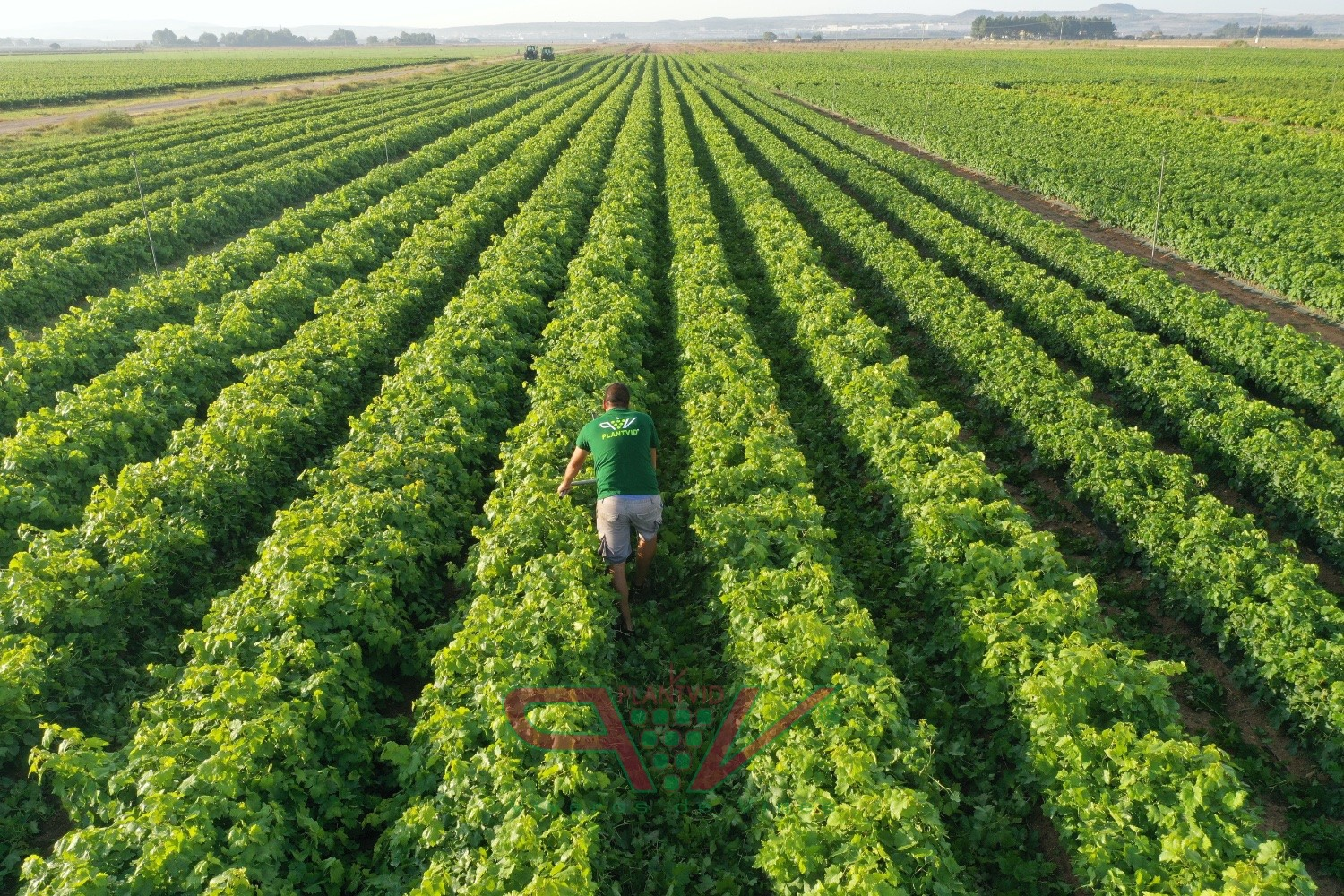 Viveros PlantVid S.L.